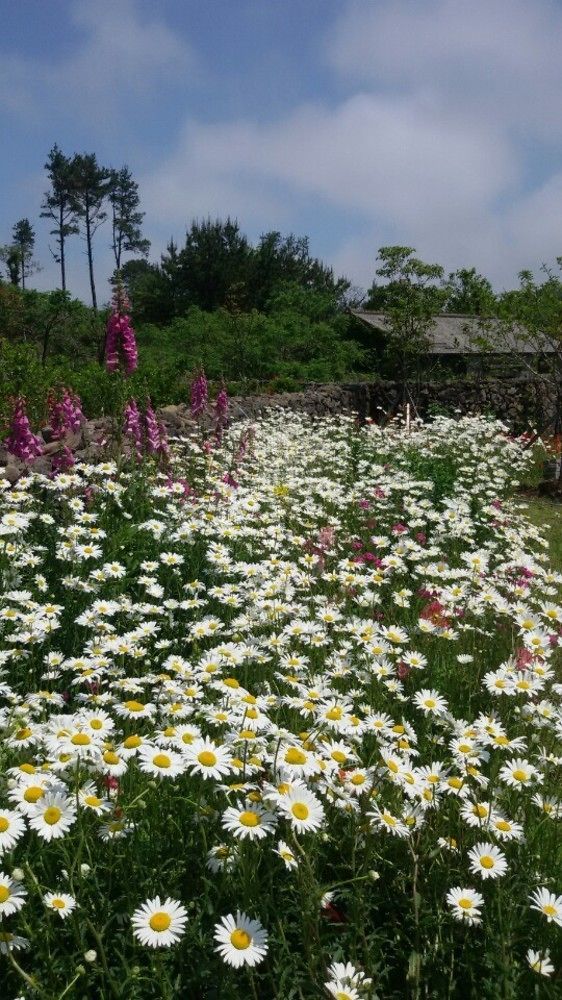 Baghdad House Villa Jeju Exterior photo